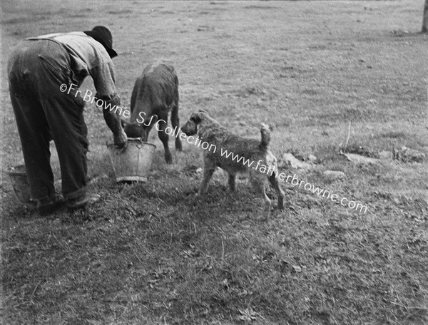 INVITED & UNINVITED THE GATE CRASHER (CALF & DOG)